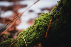 Detailed view of moss on a tree trunk in a forest setting, capturing nature's textures.